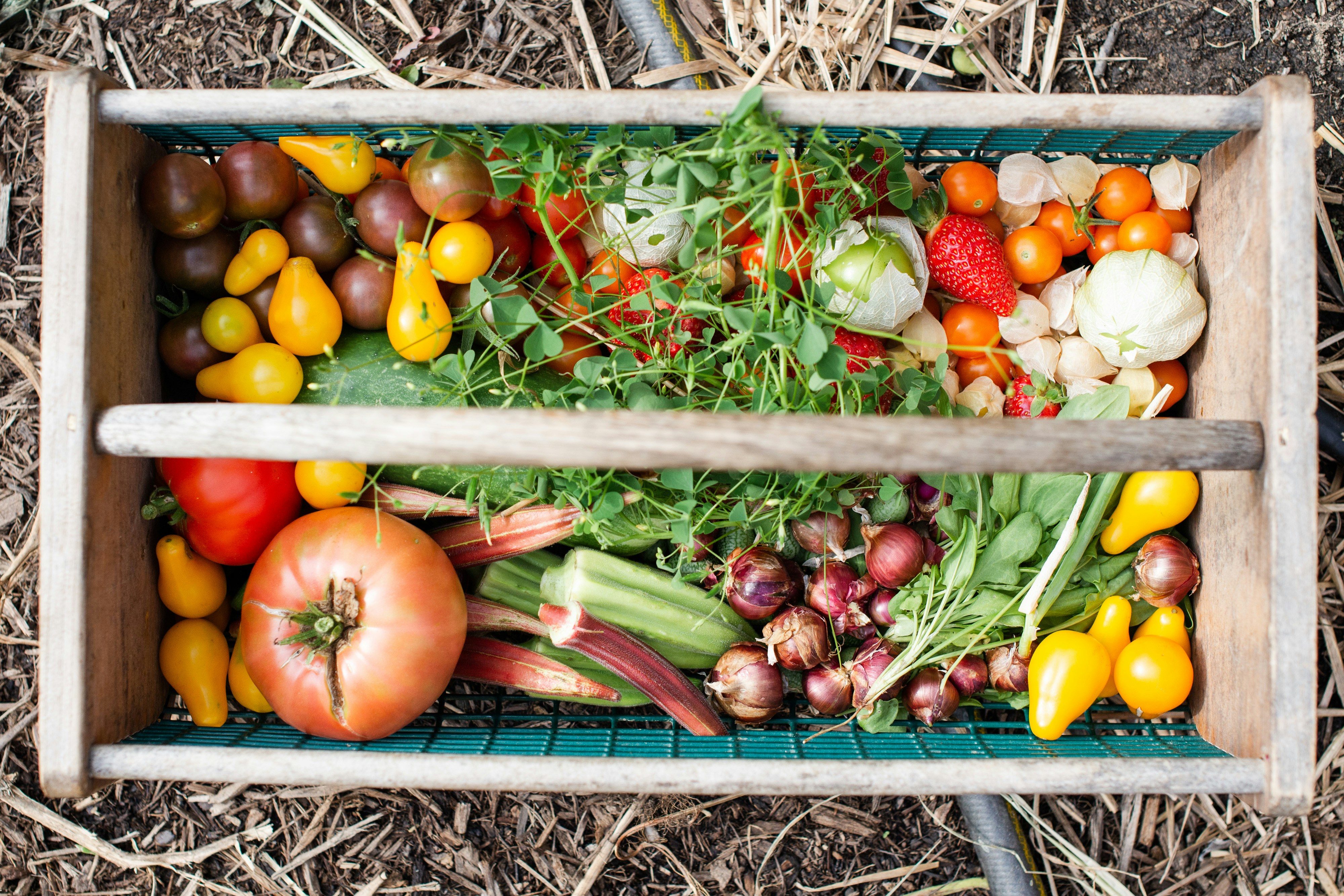 Fresh garden harvest basket with vegetables and herbs